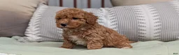 Havapoo dogs for sale: Tripp - Ad 2