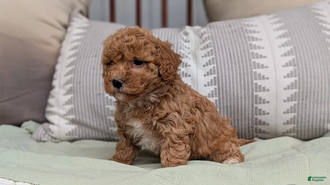 Havapoo dogs for sale: Tripp - Ad 2