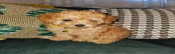 Toy Poodle dogs for sale: Honey- Potty Trained 5lbs Full GROWN - Ad 18