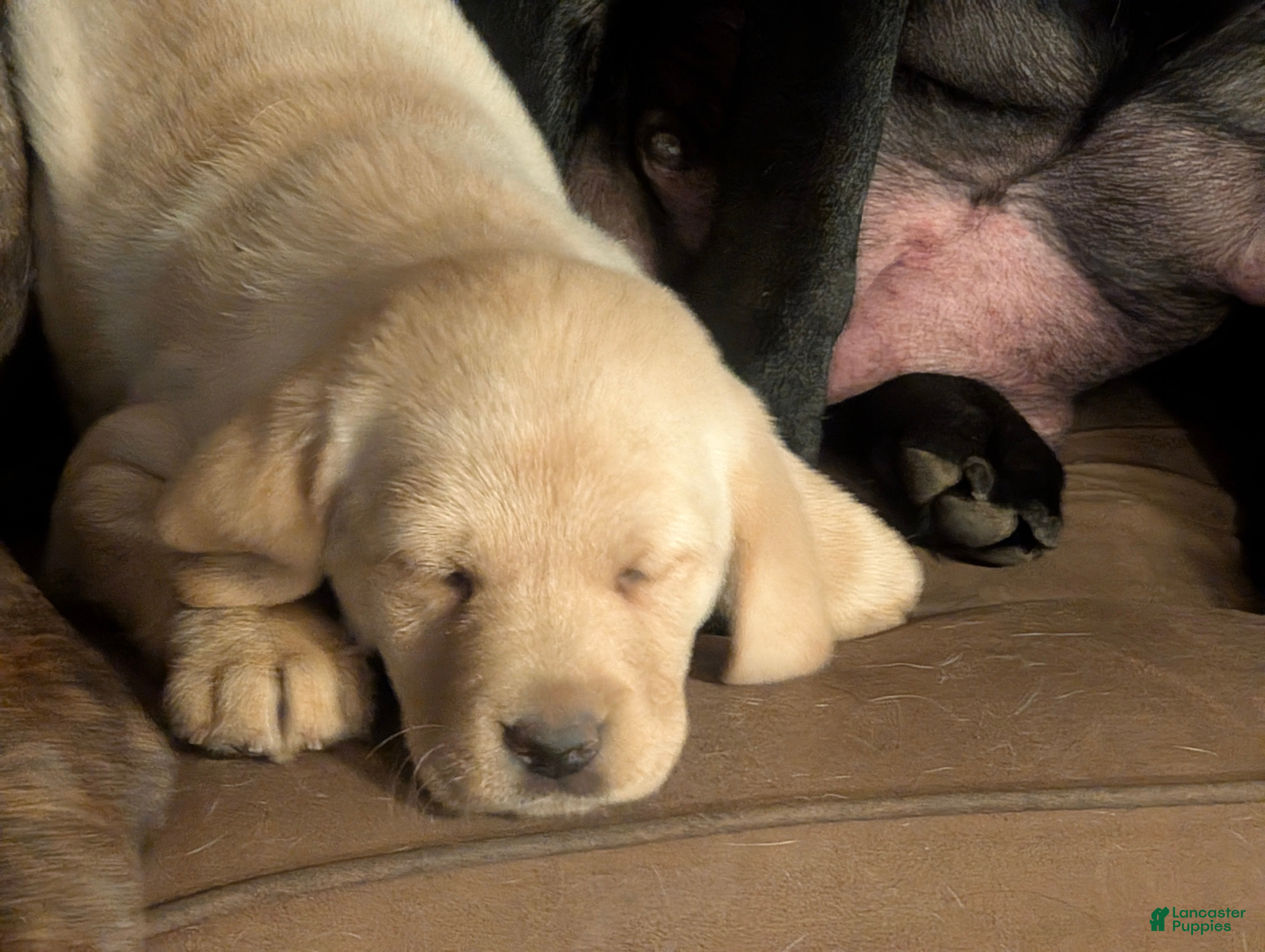 Labrador Retriever dogs Labrador Retriever Puppy 2 - Ad 3