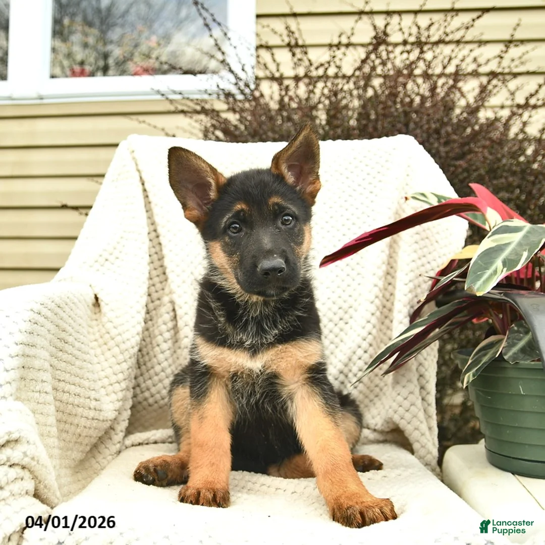 German Shepherd dogs for sale: Hazel  - Ad 2