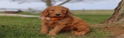 Goldendoodle dogs for sale: Fruitcake - Ad 3