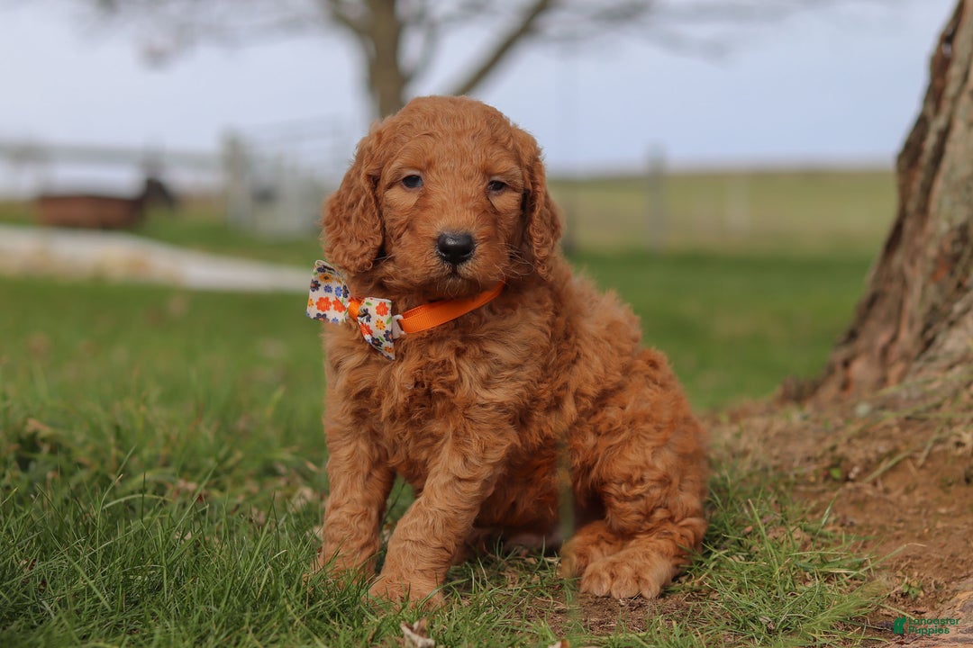Goldendoodle dogs for sale: Fruitcake - Ad 3
