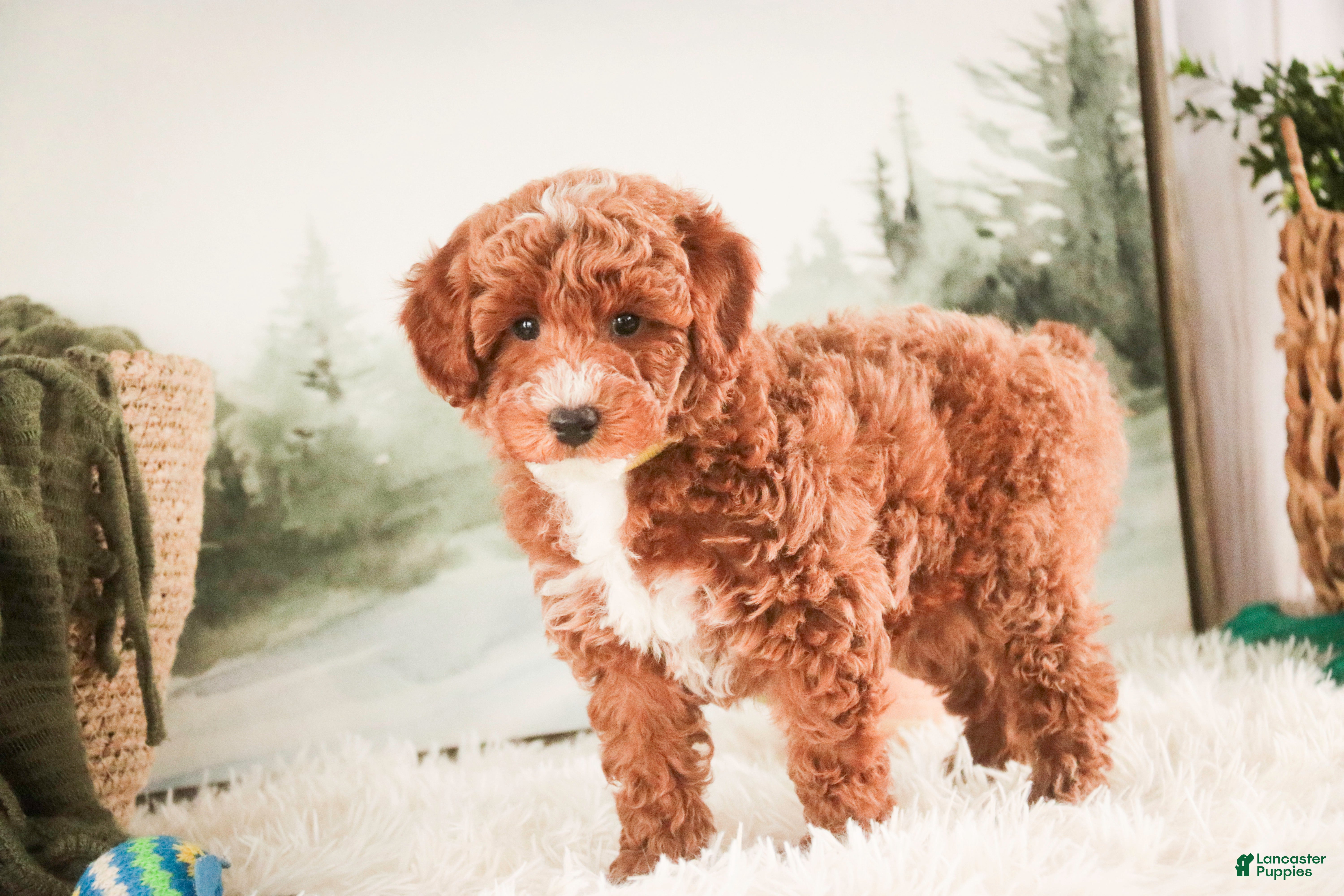 Miniature Poodle dogs Jasper - Ad 2