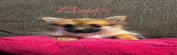 Pomeranian dogs for sale: Penny  - Ad 11