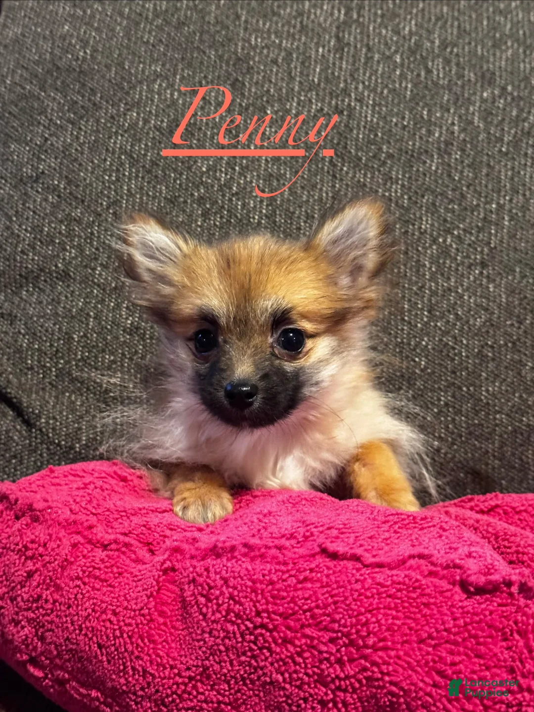Pomeranian dogs for sale: Penny  - Ad 11