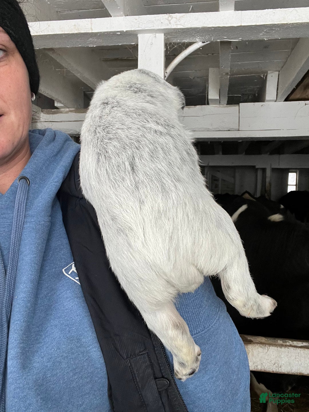 Australian Cattle Dog dogs for sale: Georgie - Ad 2