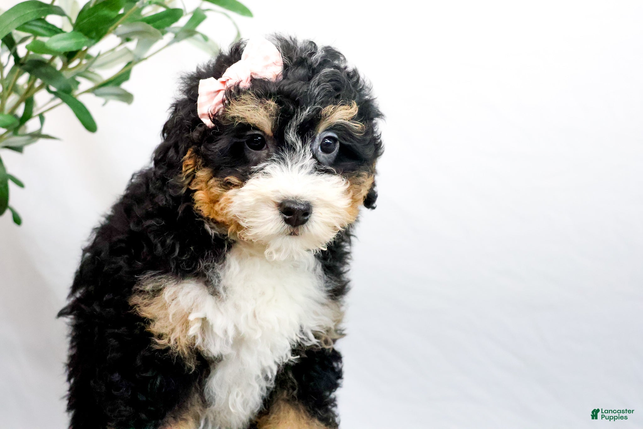 Mini Bernedoodle dogs VIOLET - Ad 17