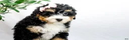 Mini Bernedoodle dogs for sale: VIOLET - Ad 1