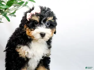 Mini Bernedoodle dogs VIOLET - Ad 17