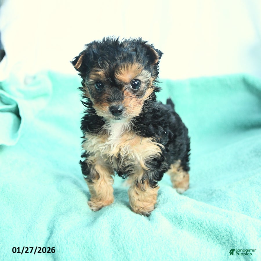 Yochon dogs Sweetie - Ad 8