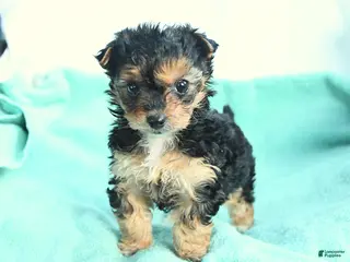 Yochon dogs Sweetie - Ad 6