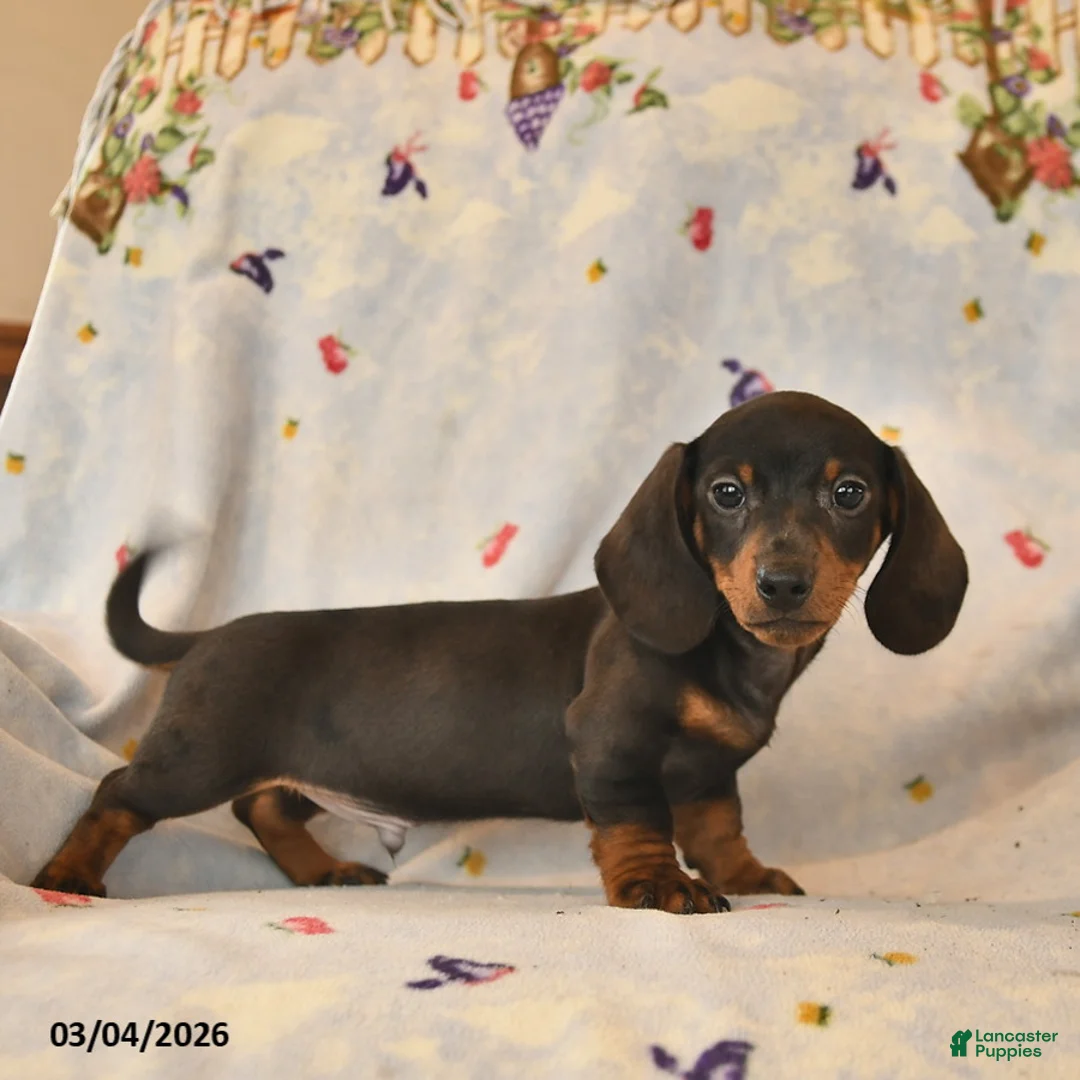 Dachshund dogs for sale: Bingo  - Ad 5