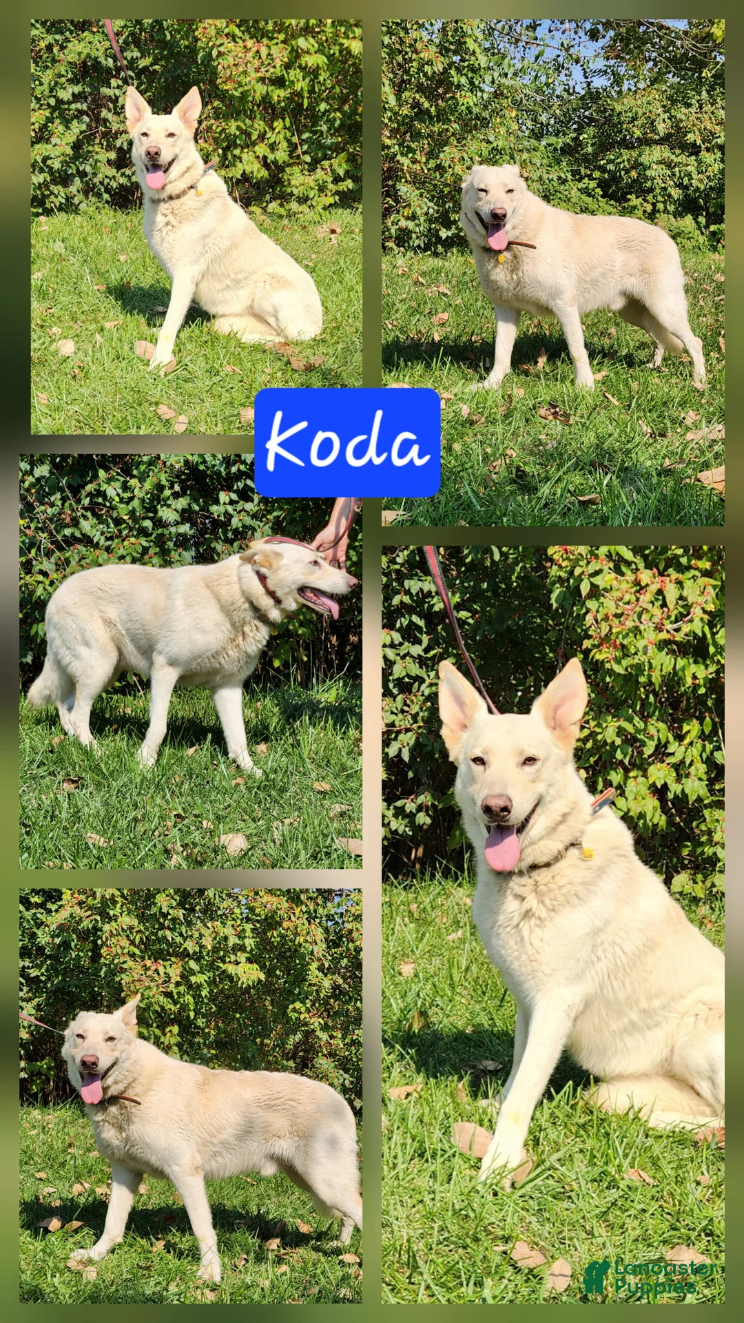 German Shepherd dogs for sale: German Shepherd Puppy 1 - Ad 12