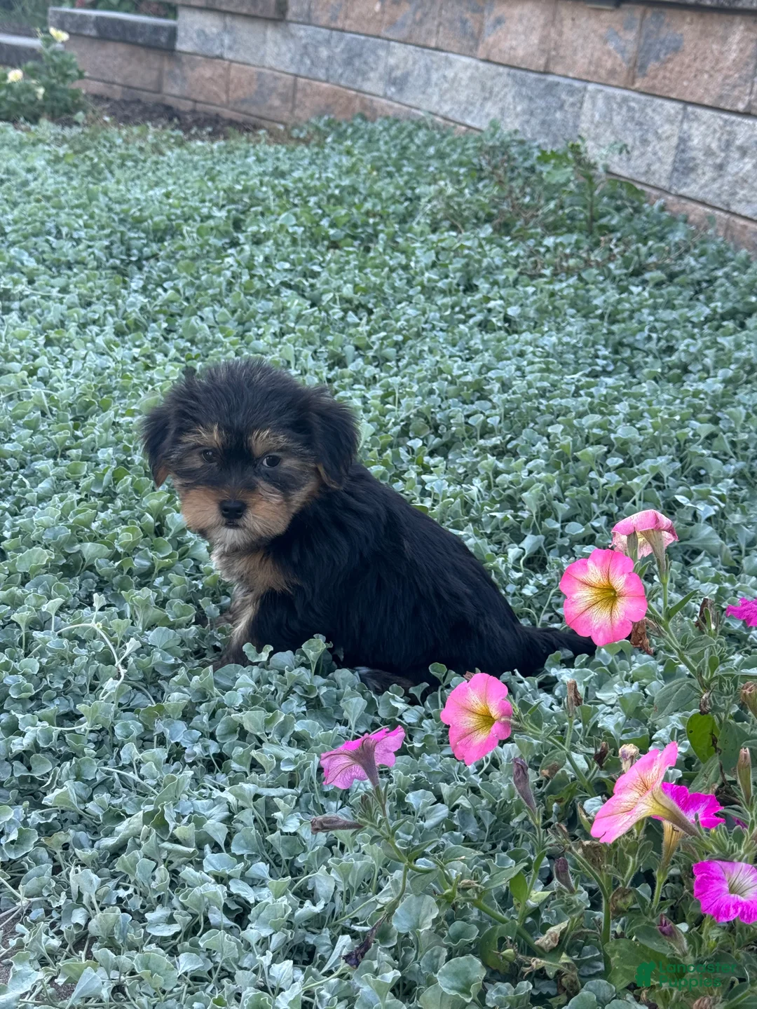 Shorkie dogs for sale: Anna - Ad 4