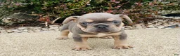 French Bulldog dogs for sale: Bella - Ad 6