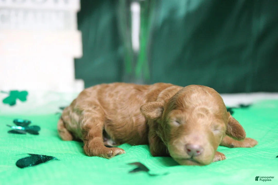 Miniature Poodle dogs for sale: Brittany  - Ad 4