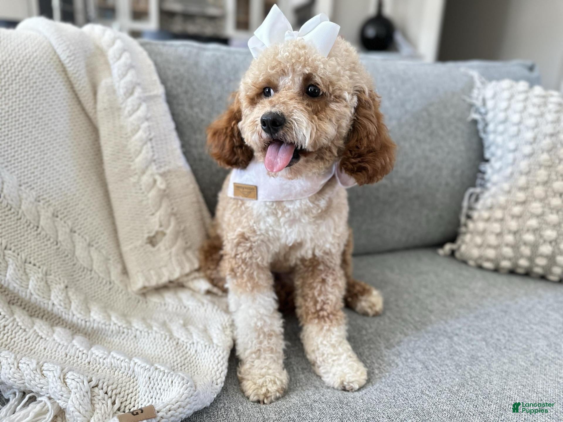 Goldendoodle dogs D Orange Boy - Ad 2