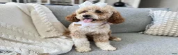 Goldendoodle dogs for sale: D Orange Boy - Ad 2