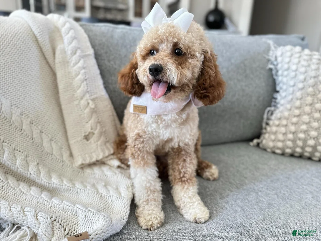 Goldendoodle dogs for sale: D Orange Boy - Ad 2