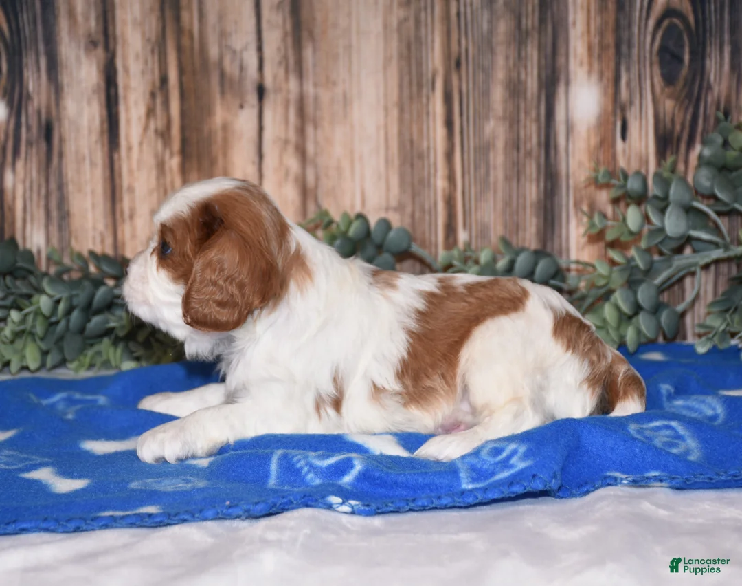 Cavalier King Charles Spaniel dogs for sale: Domino - Ad 3