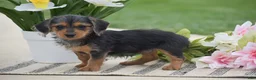 Dorkie dogs for sale: Lilly - Ad 3