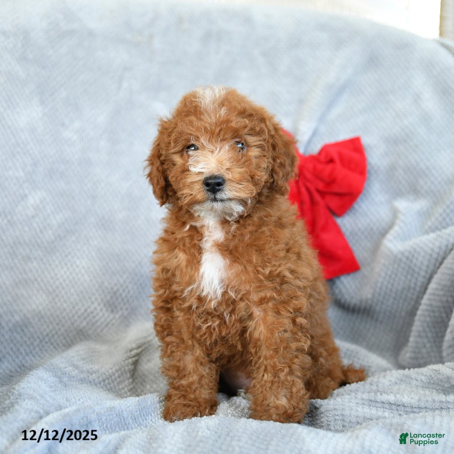 Miniature Poodle dogs Rita - Ad 3