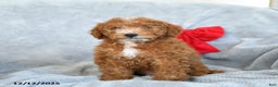 Miniature Poodle dogs for sale: Rita - Ad 1