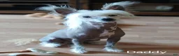 Chinese Crested dogs for sale: Chinese Crested 1 - Ad 11