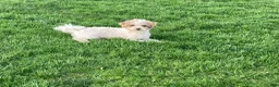 Havapoo dogs for sale: Havapoo Puppy 1 - Ad 2