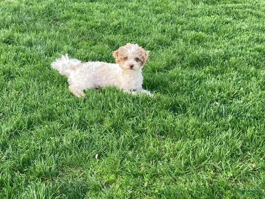 Havapoo dogs for sale: Havapoo Puppy 1 - Ad 2