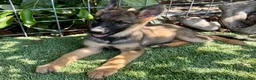 German Shepherd dogs for sale: German Shepherd 5 - Ad 8