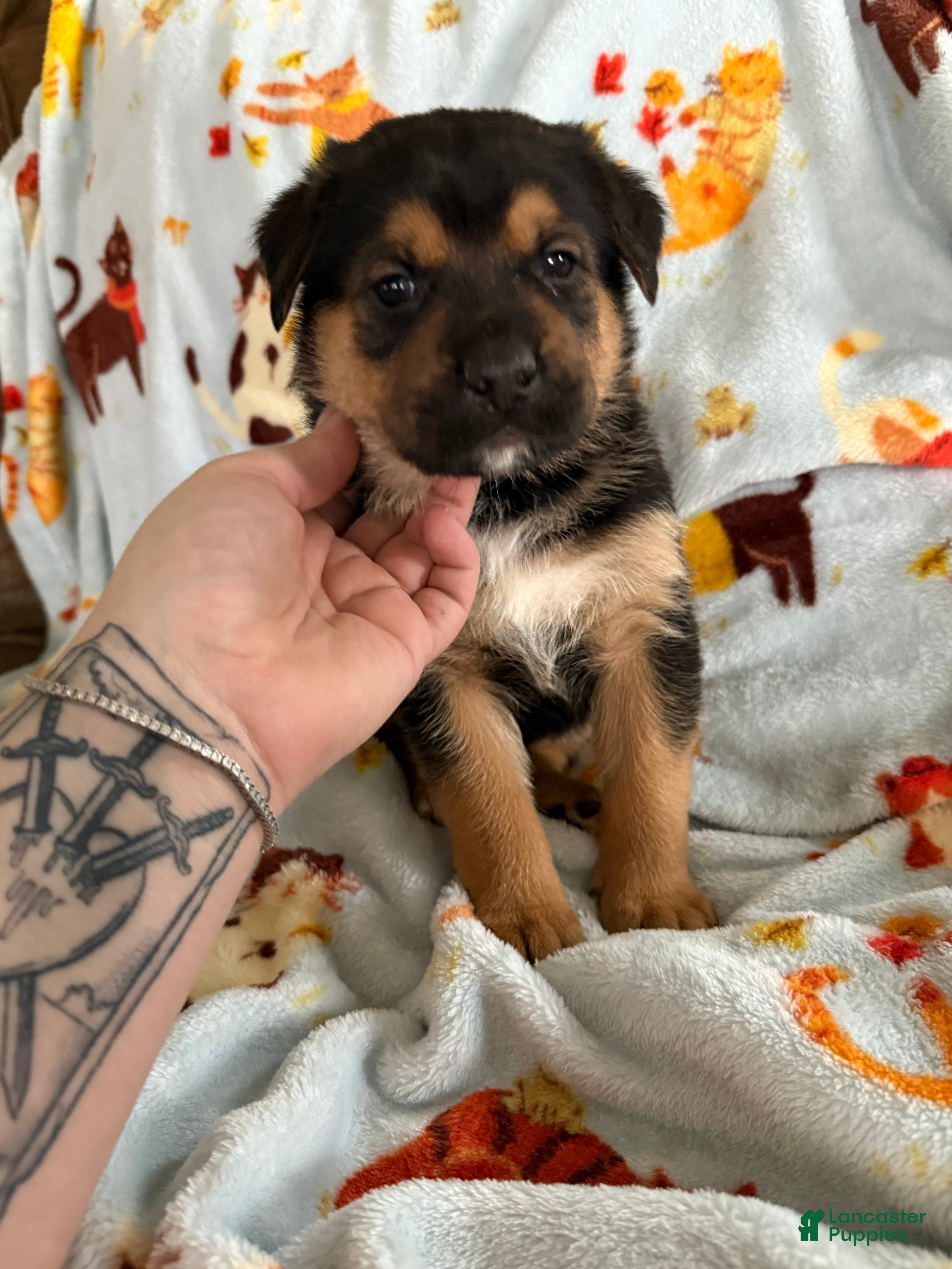 Mixed Breed dogs Grey Collar Male  - Ad 30