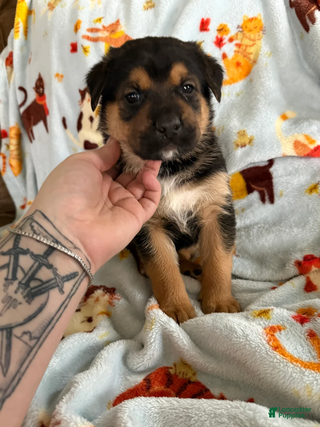 Mixed Breed dogs for sale: Grey Collar Male  - Ad 1