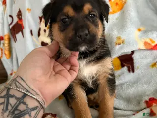 Mixed Breed dogs Grey Collar Male - Ad 30