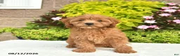 Cavapoo dogs for sale: Ivy  - Ad 4