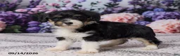 Corgipoo dogs for sale: Donna - Ad 3