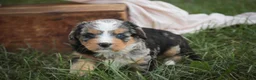 Mini Bernedoodle dogs for sale: Misha Mini Bernedoodle  - Ad 8