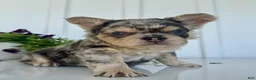 French Bulldog dogs for sale: Raptor - Ad 4