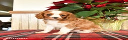 Cavalier King Charles Spaniel dogs for sale: Leo - Ad 1