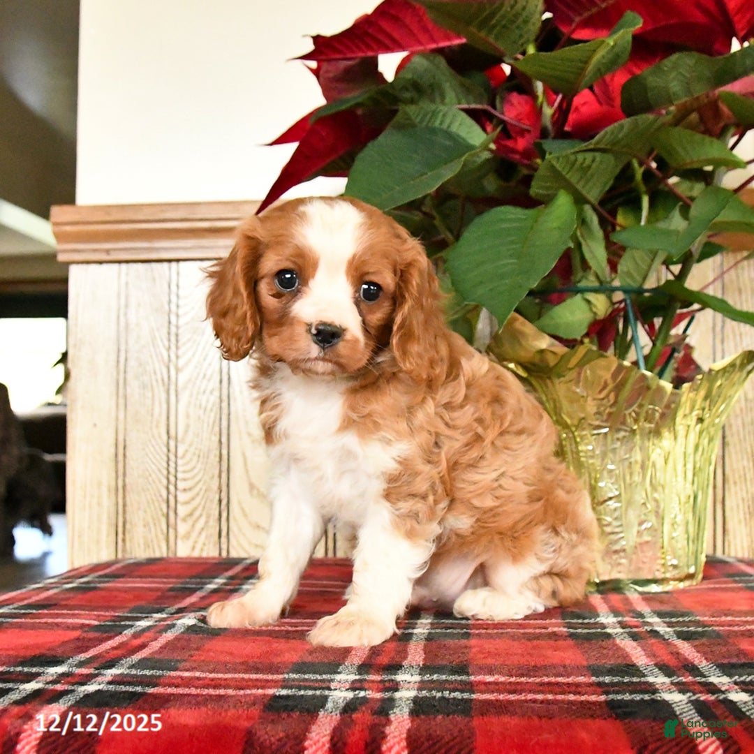 Cavalier King Charles Spaniel dogs for sale: Leo - Ad 1