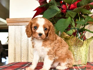Cavalier King Charles Spaniel dogs Leo - Ad 8