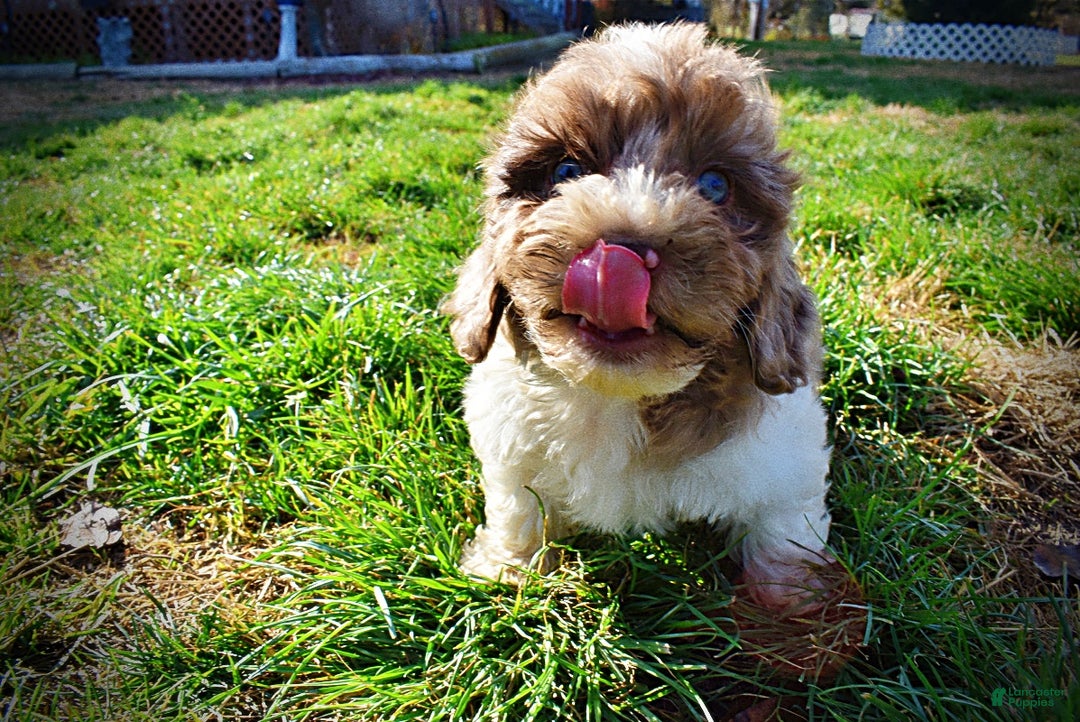 Havapoo dogs for sale: Patches - Ad 13