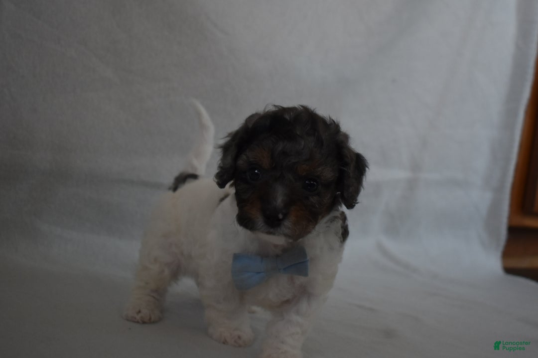 Cavachon dogs for sale: Nicholas  - Ad 4