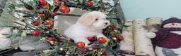 Maltipoo dogs for sale: April - Ad 2