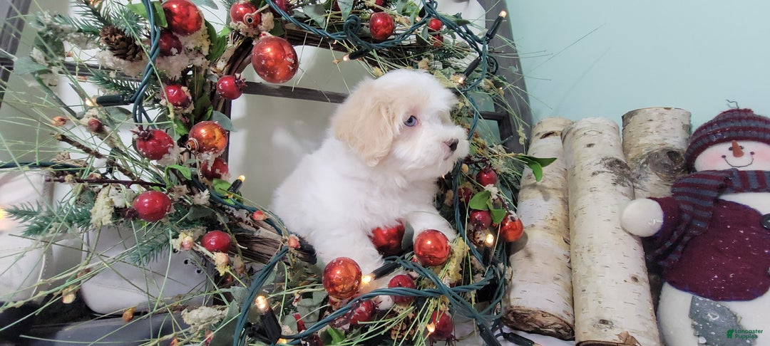 Maltipoo dogs for sale: April - Ad 2