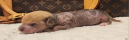 Mixed Breed dogs for sale: Pumpkin  - Ad 8