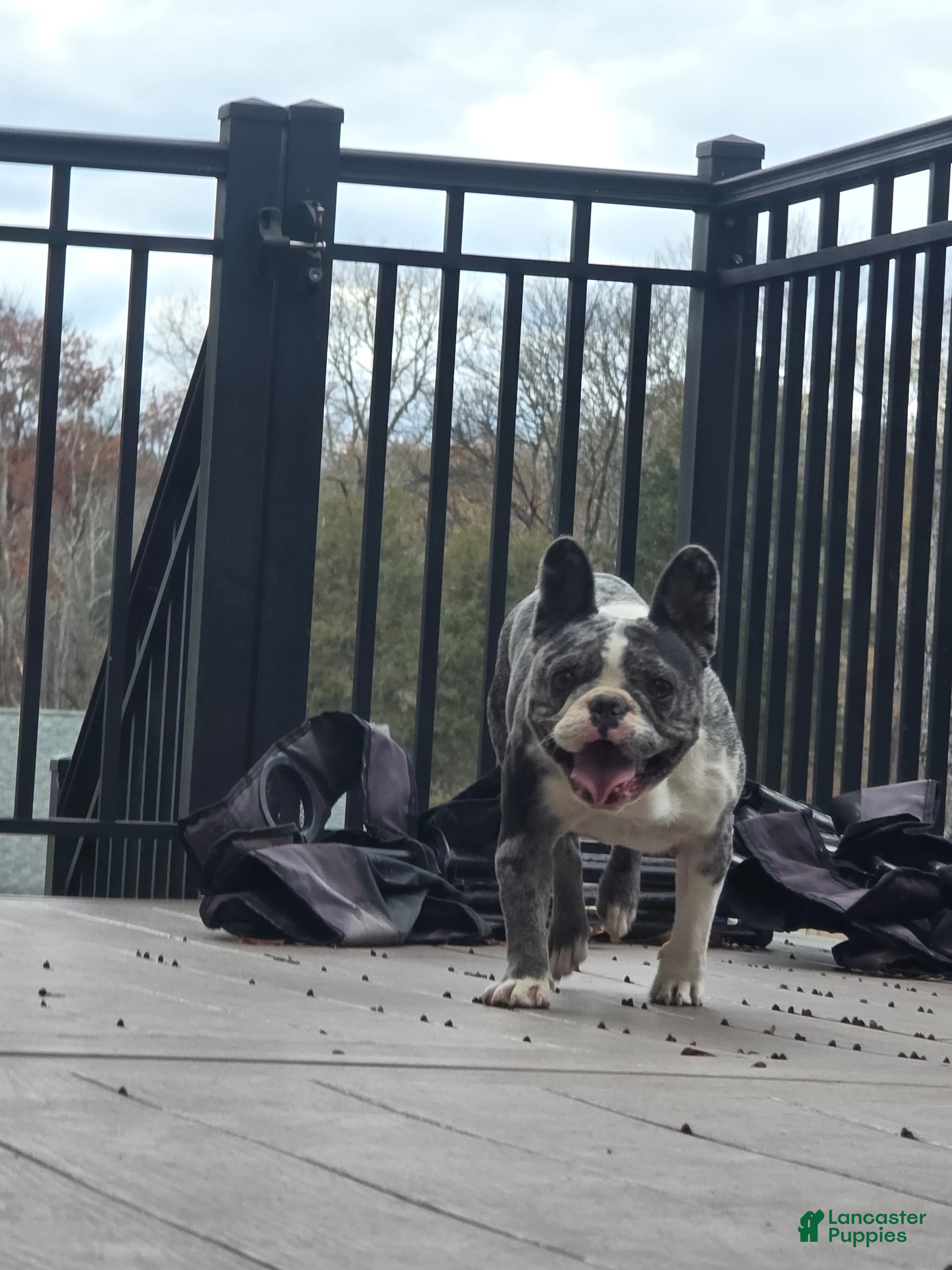 French Bulldog dogs Violet - Ad 37