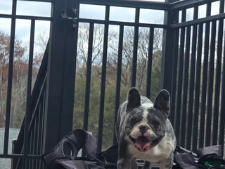 French Bulldog dogs Violet - Ad 31