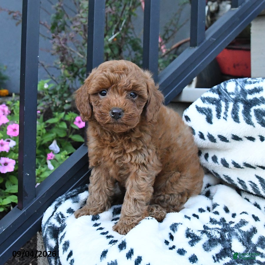 Toy Poodle dogs Frankie  - Ad 2